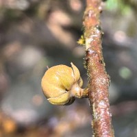 Stemonoporus rigidus Thwaites